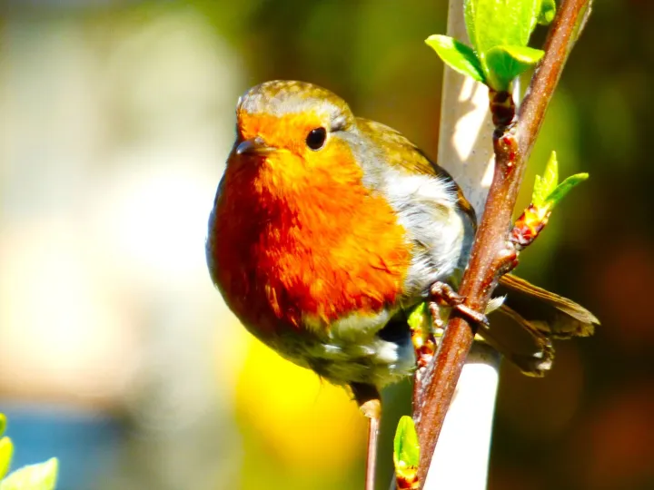 Robin2