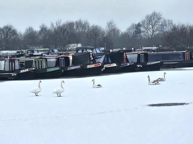 Swans