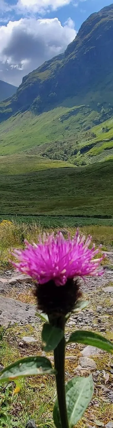 Thistle, 3 Sisters