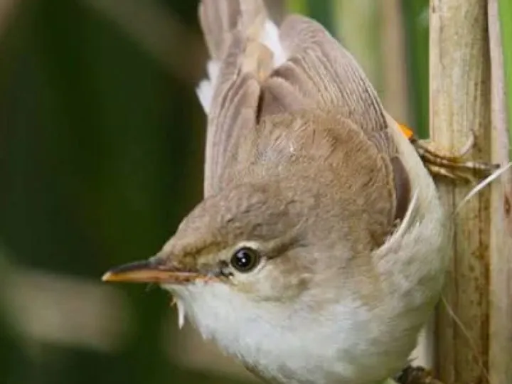 Reed Warbler