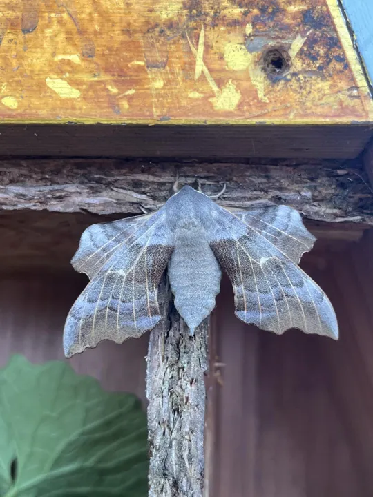 Moth