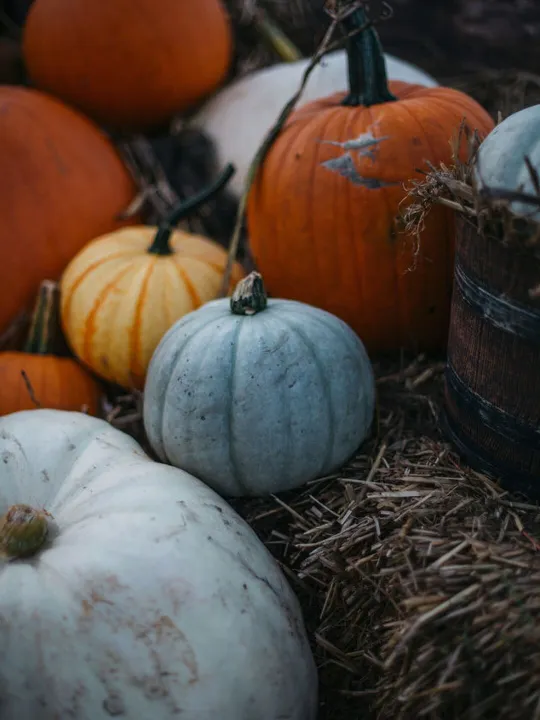 Mixed Harvest Pumpkins Display