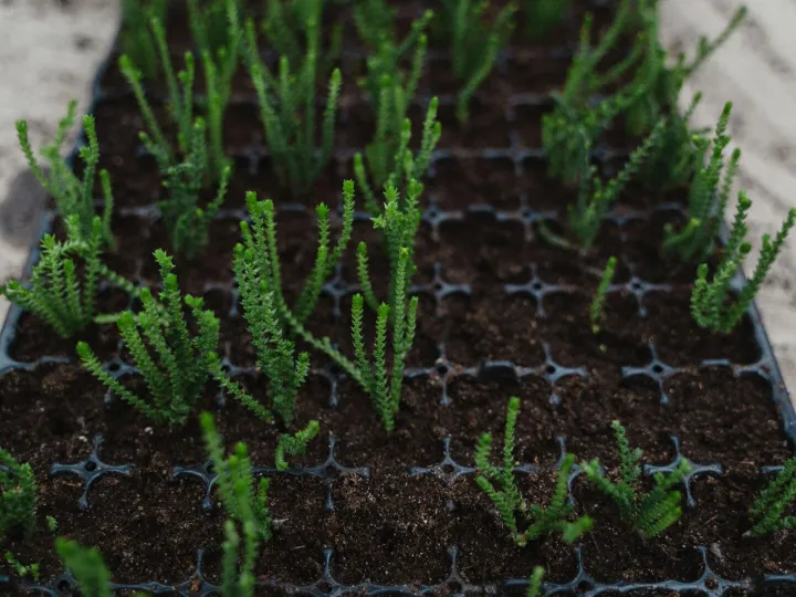Trays of young plants growing on in the tunnel