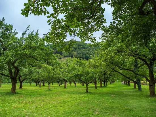 Landscape, nature, trees, green, leaves, scenic