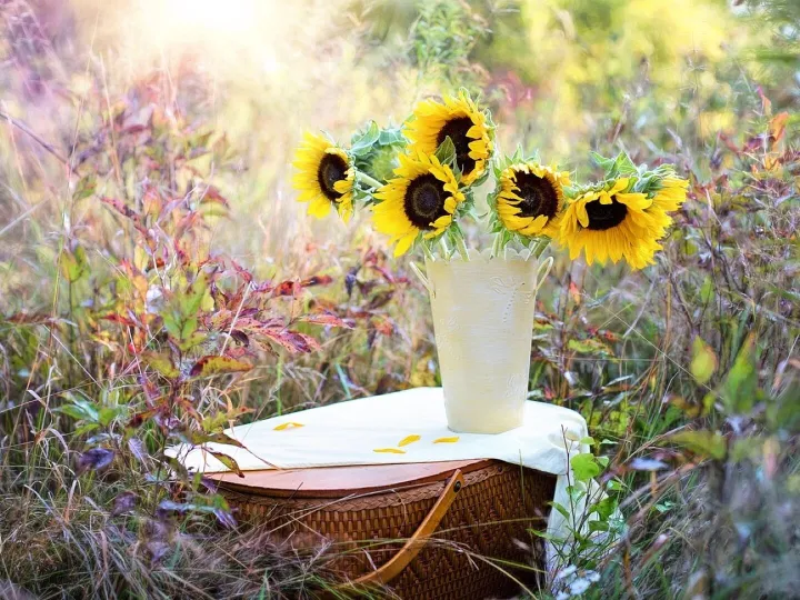 sunflowers in a vase