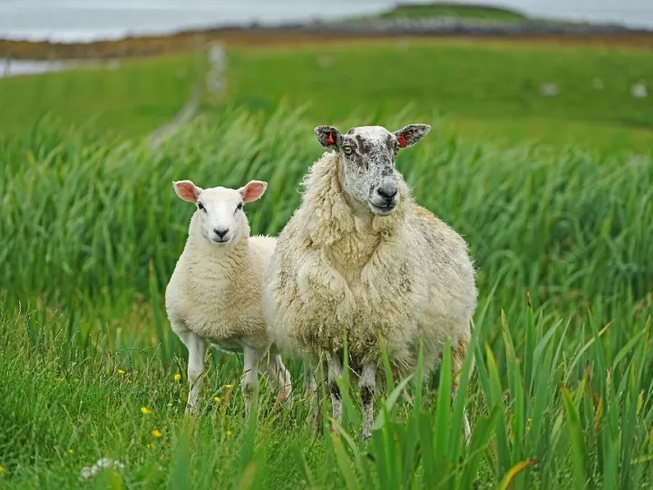 A ewe and lamb, two of the uninvited visitors to worship on Possett Green