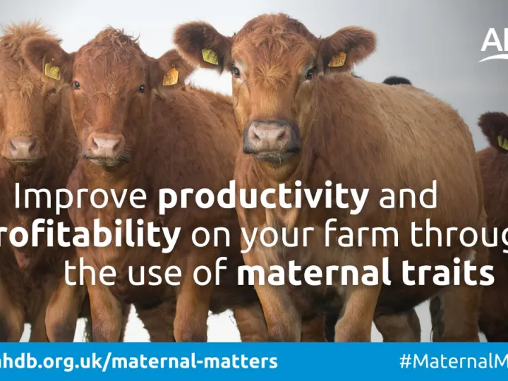 AHDBs Maternal Matters Campaign