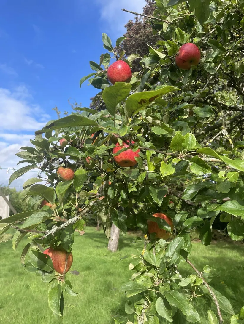 Apple Tree
