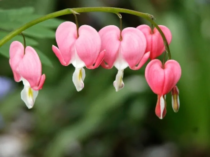Turn End Flower