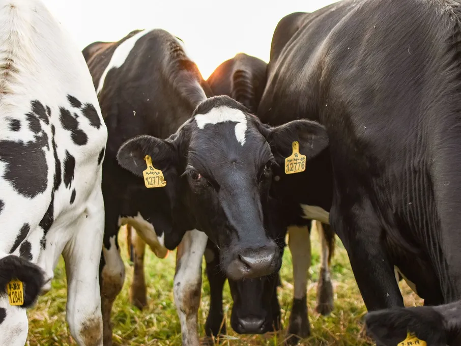 Holstein cows with ear tags grazing outdoors at