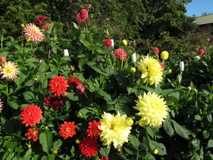Dahlias at allotment #3