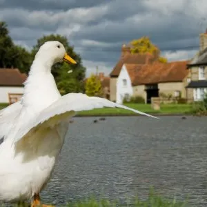 Duck Stretch 01
