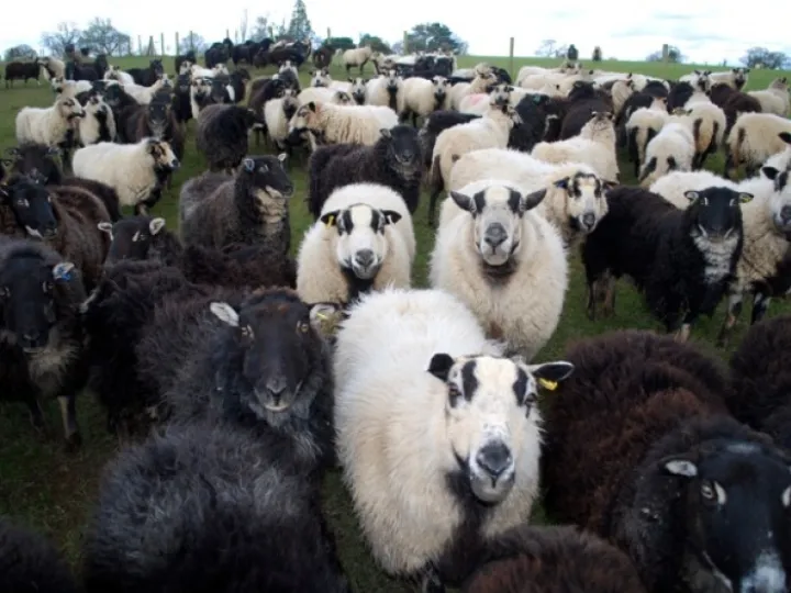 Sheep3