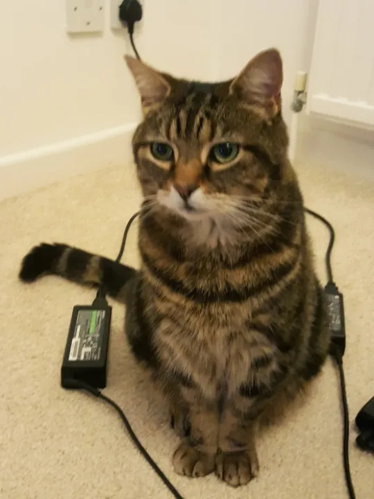 Missing Cat