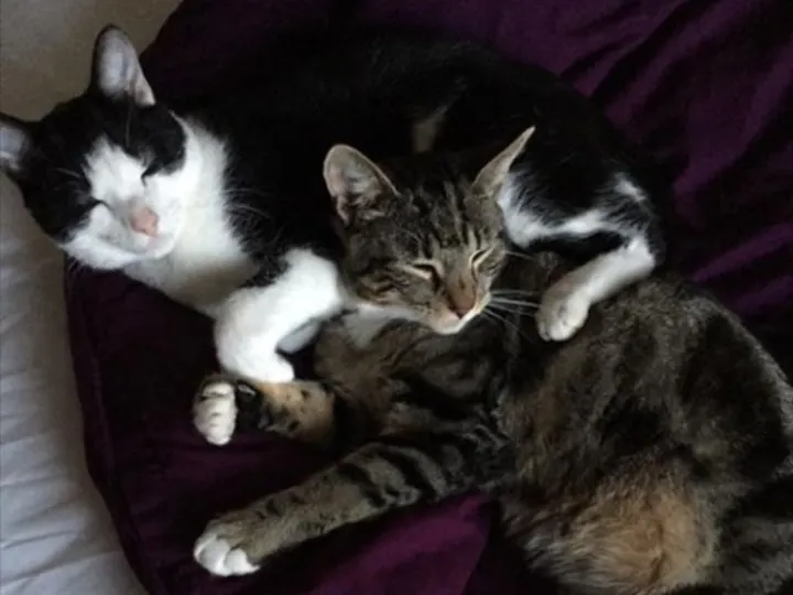 Dollicott Cats