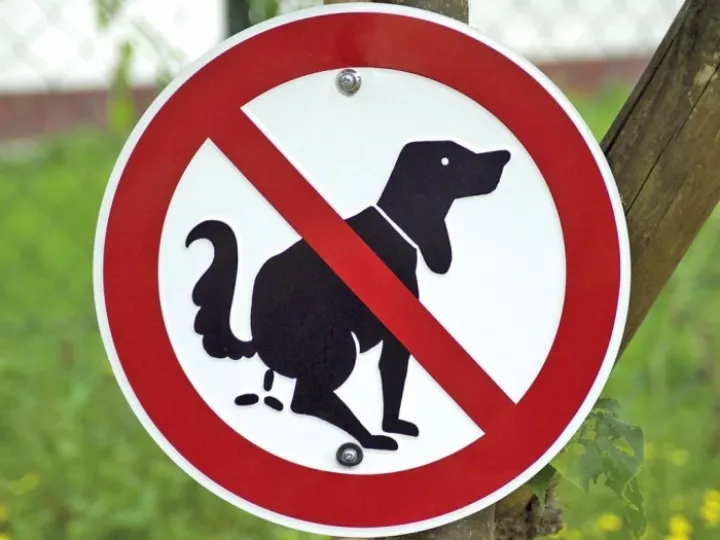 web-dog-poo-rex-M149143