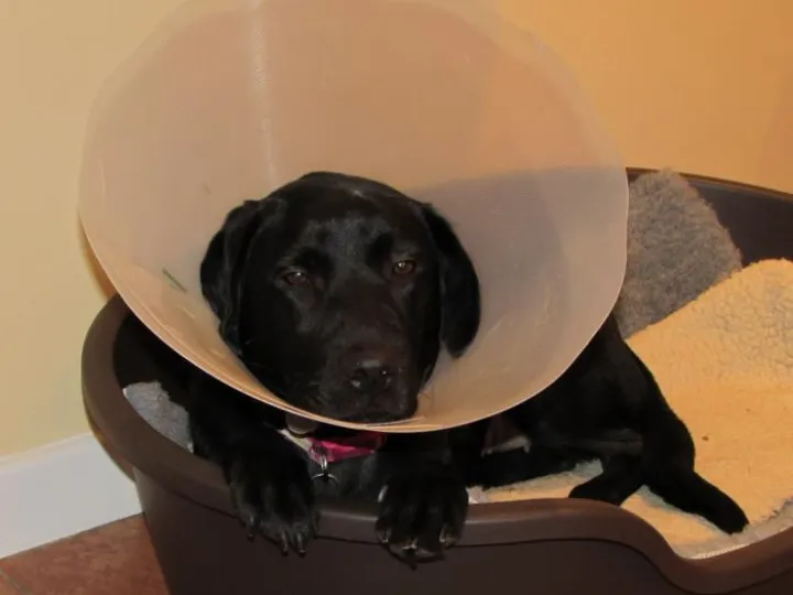 Madai lampshade3
