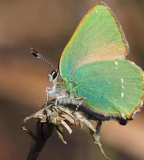Flaxmere green hairstreak  Natalie Webb