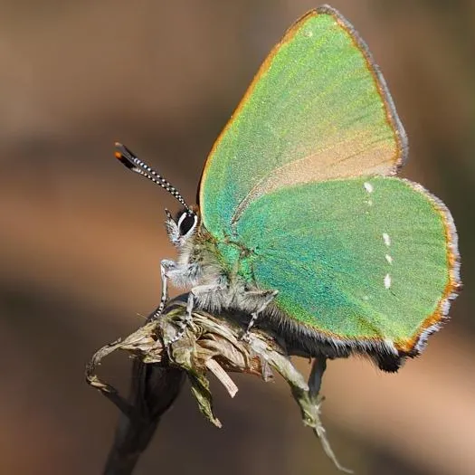 Flaxmere green hairstreak Natalie Webb