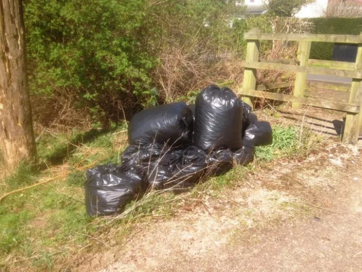 LitterPic17_1
