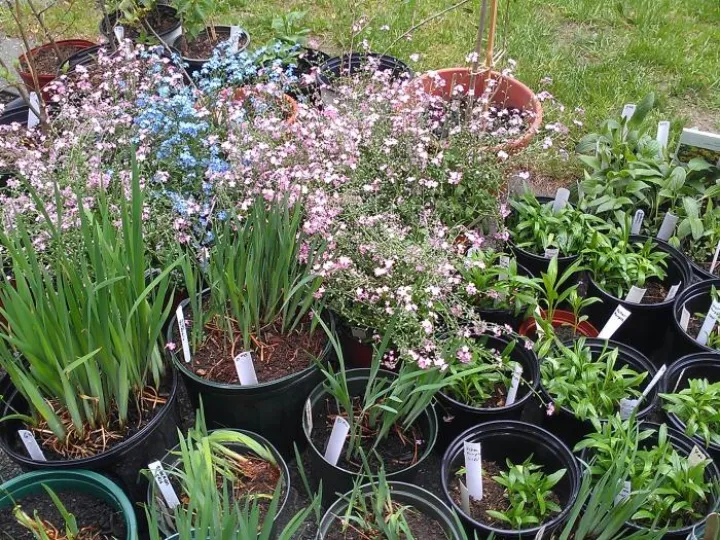 plants