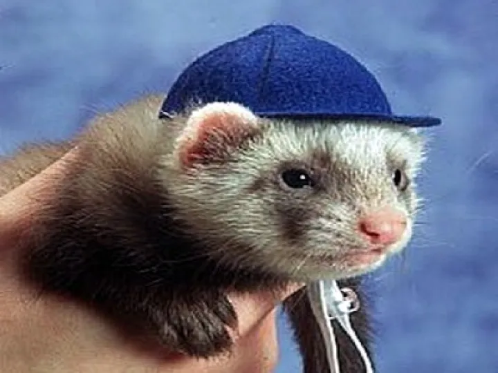 Ferret Racer