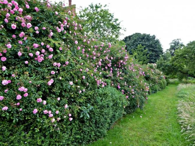 tattenhall-rambling-roses-gardenista-e1471281117744