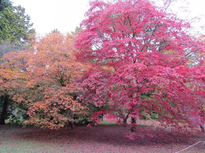 Colourful trees