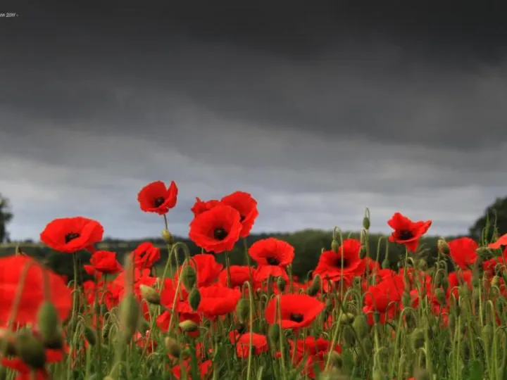 Remembrance Poppies 02