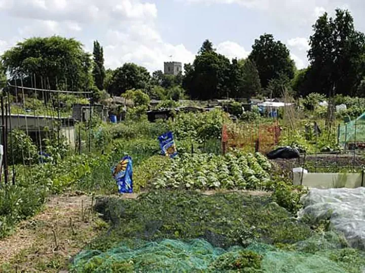 Allotments 03a
