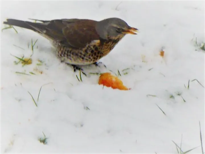 DJWFieldfare3 (003)