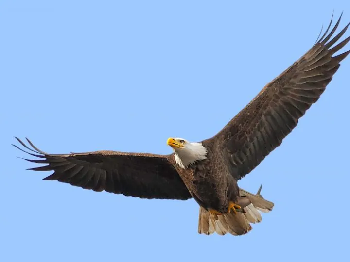 eagle-flying-masked-2