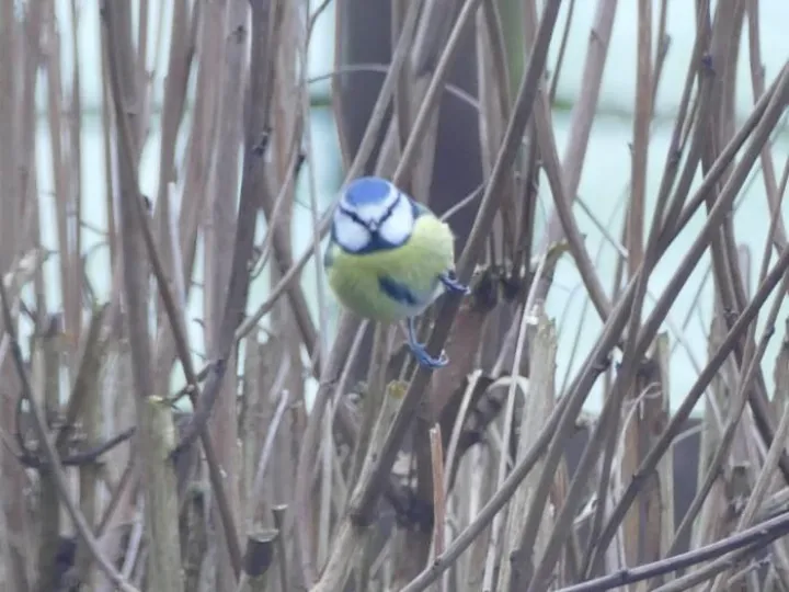 Birds in garden3