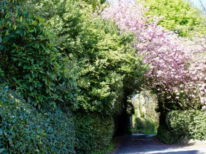 Andertons Lane