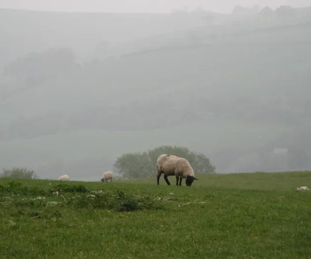 Sheep on the hills