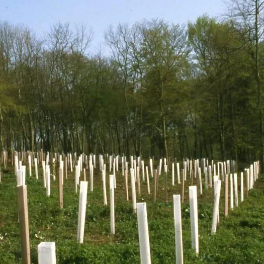 Tree planting &ndash; woodland