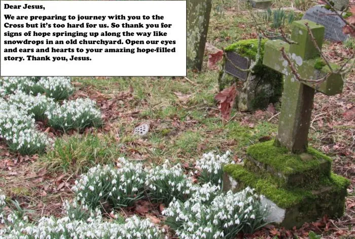 snowdrops in churchyard