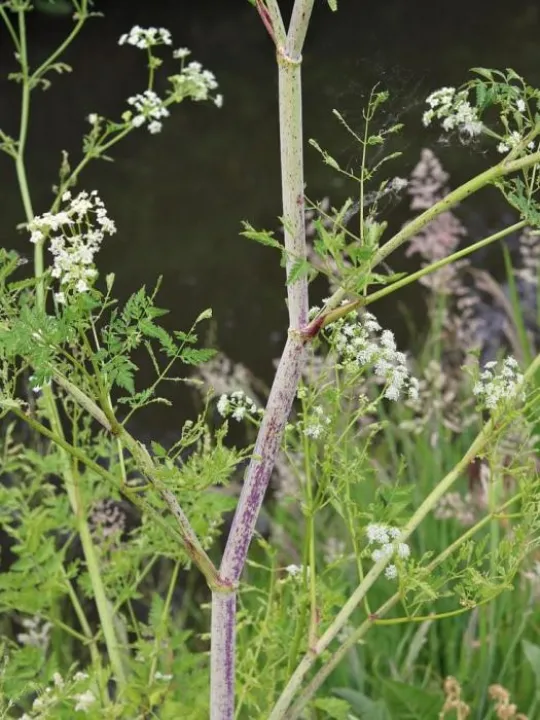 Hemlock Stem