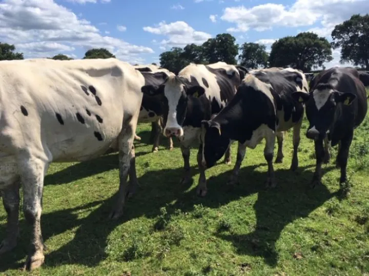 cows