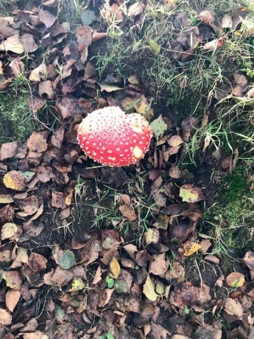 Bickerton Hill 2