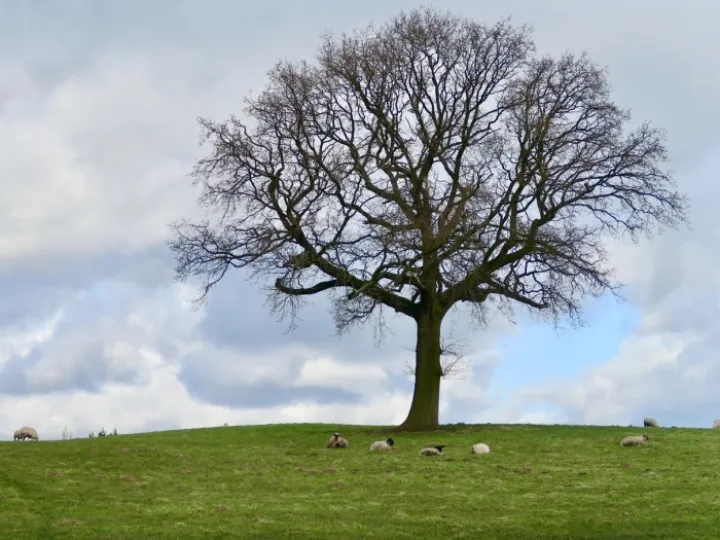 Henbury Tree