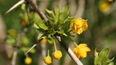 berberis darwinii flowers shrubs