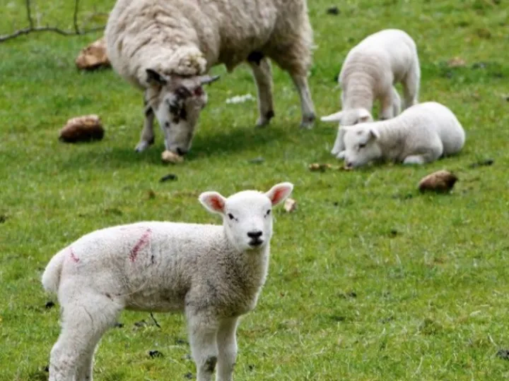Lambing Time