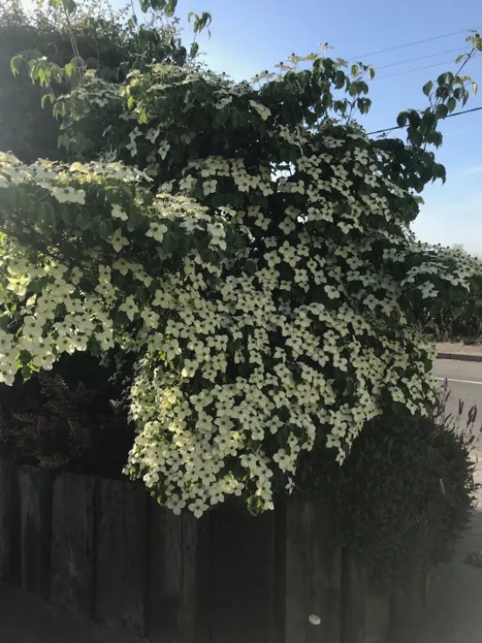 Chinses rose May 2020