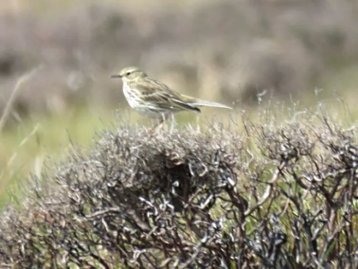 small_brown_bird