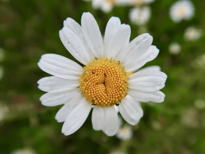 Flowers 13