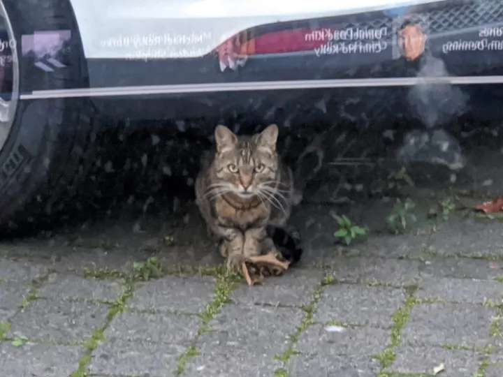 Straycat2