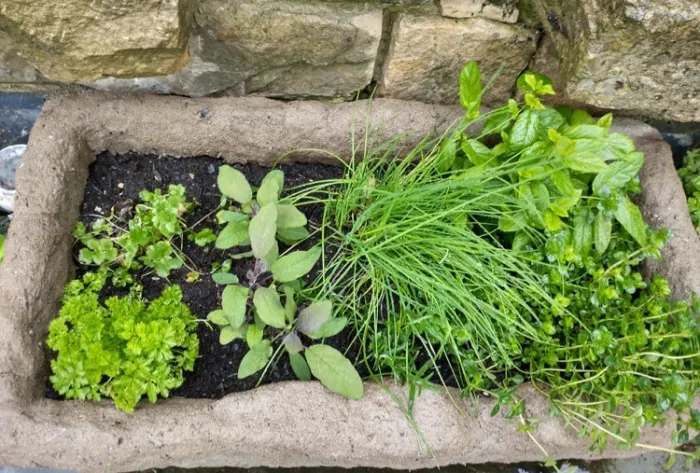 herbs