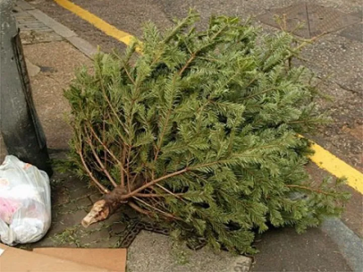 Recycle Christmas tree