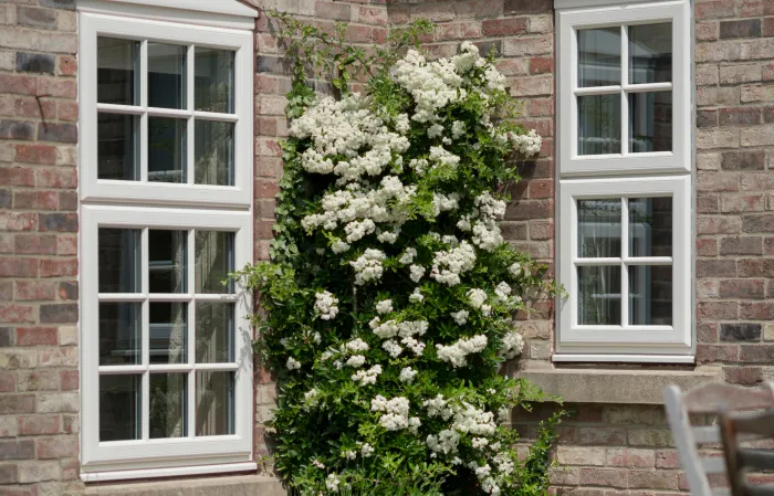 Window exterior with white plant 43